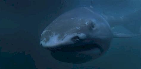 Megamouth shark | DiBuCard VIP Advertising Solutions USA