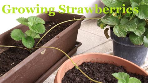 Strawberry Propagation from Runners - YouTube