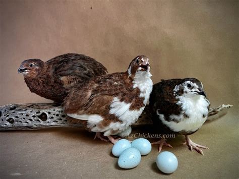 Quail Hatching Eggs – Az Chickens