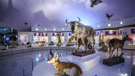 Celebrarán Feria de Ciencias de la UNAM en el Museo de Historia Natural - UNAM Global