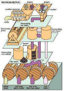 wine - The wine-making process | Britannica