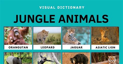 Jungle Animals | 20 Animals that Live in the Jungle and Their ...