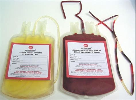 UTILISING BLOOD BANK PRODUCTS | Vet Times