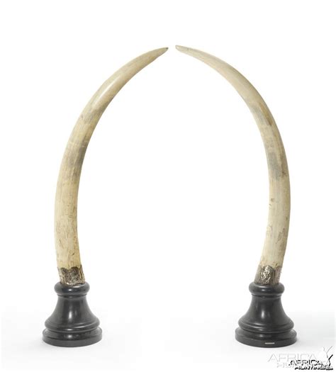 Pair of Elephant Tusks | AfricaHunting.com