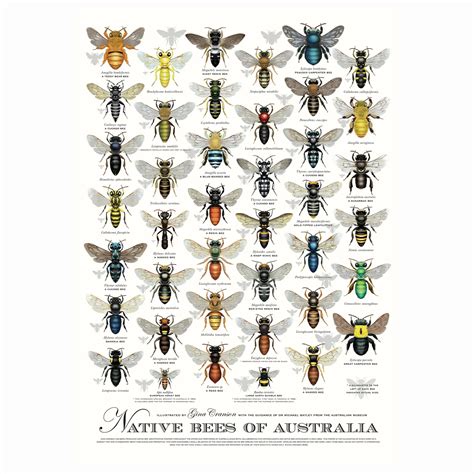 NATIVE BEES OF AUSTRALIA A2 POSTER | Sydney Stingless Bees