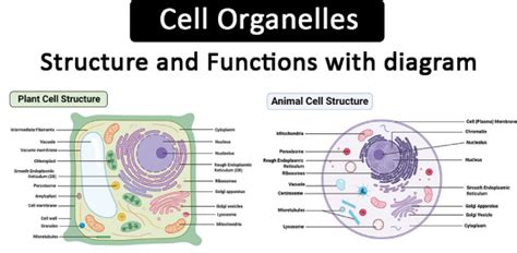 Cell Organelle Functions MCQ Trivia - Quiz & Questions