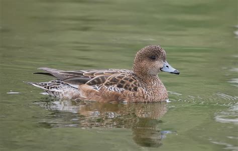 Female Eurasian Wigeon | BirdForum