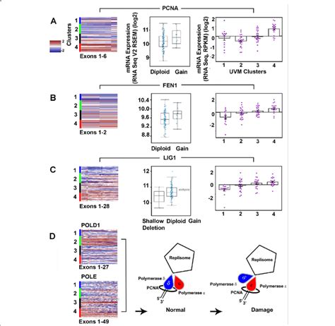 Replisome Components a Heatmap depicting Proliferating Nuclear Cell... | Download Scientific Diagram