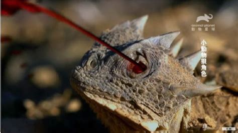 This Lizard Shoots Blood Out of Its Eyes to Keep Predators at Bay