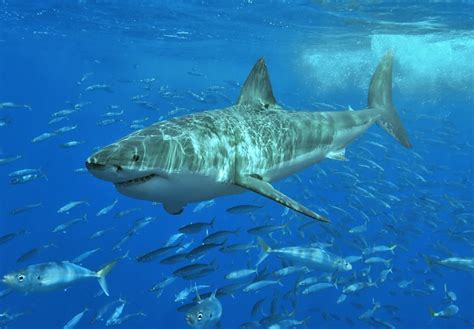 Great White Sharks Underwater