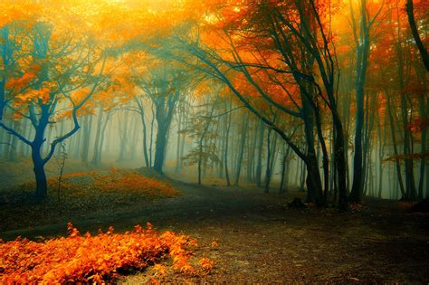 Autumn Rain Forest Wallpapers - Top Free Autumn Rain Forest Backgrounds ...