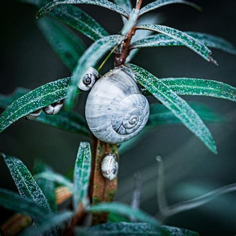 Premium Photo | Close-up of shell on plant