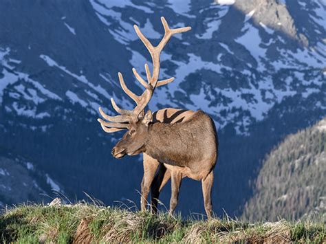 Home - Colorado Wildlife Federation