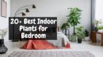20+ Best Indoor Plants for Bedroom that Help you to Give the Best Sleep Ever