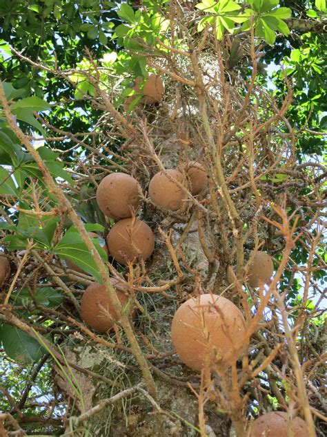 Baders On Tour: The cannonball tree