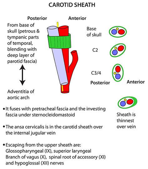 Instant Anatomy - Head and Neck - Vessels - Veins - Internal jugular ...