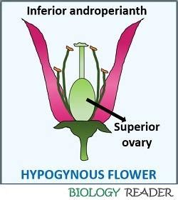 Difference Between Hypogynous and Epigynous Flower (with Comparison Chart) - Biology Reader