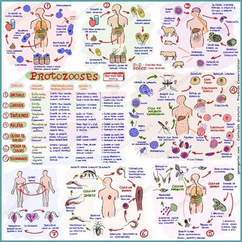 308 best Protozoa images on Pinterest | Microorganisms, Mandalas and ...