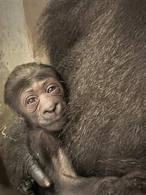 A Baby Gorilla Was Just Born At The Zoo And It's Freaking Adorable