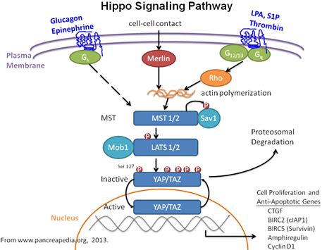 Hippo Signaling | Pancreapedia