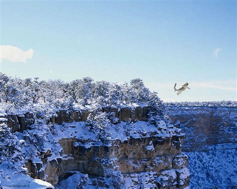 Snow leopard cub playing in the snow : r/photoshopbattles