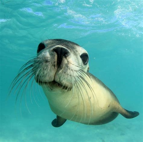 4 Types of Seals Found in Maine (2023) - Bird Watching HQ