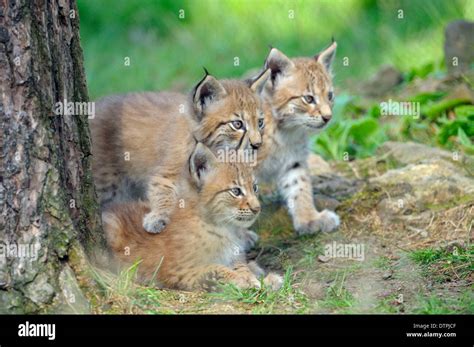 European Lynx, cubs / (Lynx lynx, Felis lynx Stock Photo, Royalty Free Image: 66880255 - Alamy