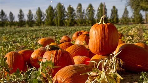 Find a Halloween pumpkin patch in Phoenix 2017