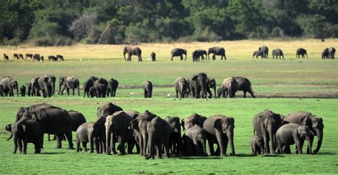 Sri Lanka counts elephants in hopes of saving them