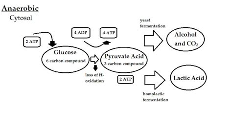 Top 20 anaerobic respiration examples biology en iyi 2022