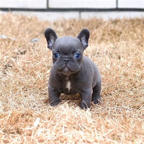 How Big Do Miniature Blue French Bulldogs Get