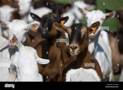 Rocamadour cheese hi-res stock photography and images - Alamy