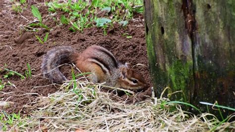 Chipmunk Burrow Stock Video Footage - 4K and HD Video Clips | Shutterstock