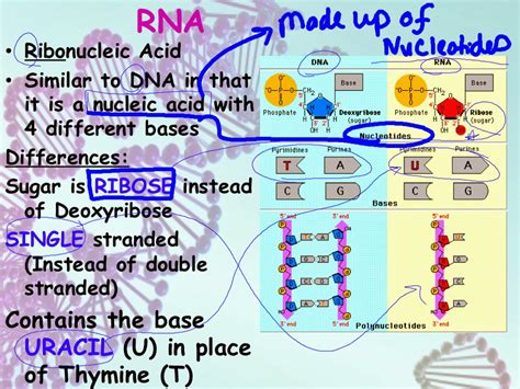 Differences Between Dna And Rna