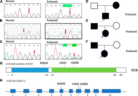 Frontiers | GCK exonic mutations induce abnormal biochemical activities ...