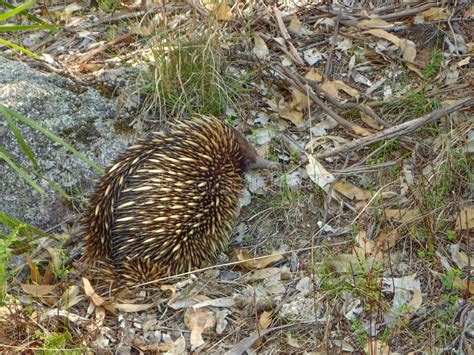 The Australian Echidna is Looking for Ants in the Tree Stock Photo - Image of spikes, fauna ...