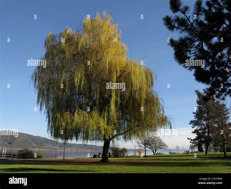 Dwarf willow tree hi-res stock photography and images - Alamy