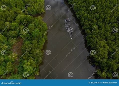 Mangrove Forest from Aerial View Stock Image - Image of landscape ...