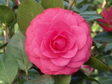 Mathotiana Supreme Camellia | Camellia plant, Plant catalogs, Camellia ...