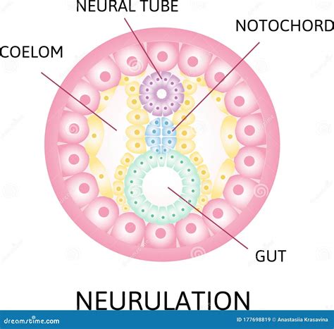 Neurulation. the Process of Neurulation . Human Embryonic Development ...