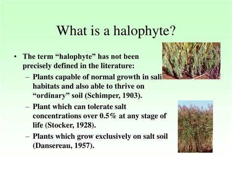 PPT - Halophytic Plants PowerPoint Presentation, free download - ID:283313