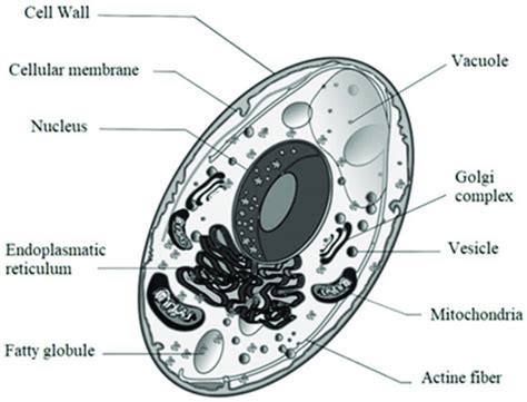 Saccharomyces Labeled Diagram