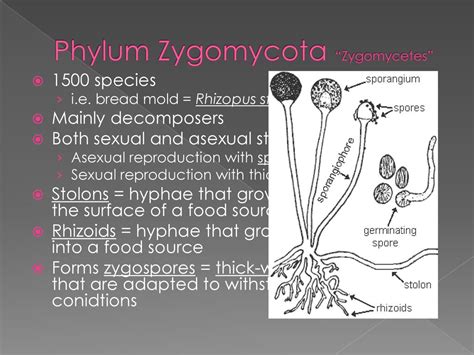 Kingdom Fungi - Eukaryotic. - ppt download