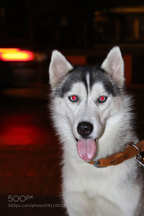 Photograph Red Eyed Husky by Varun Papneja on 500px