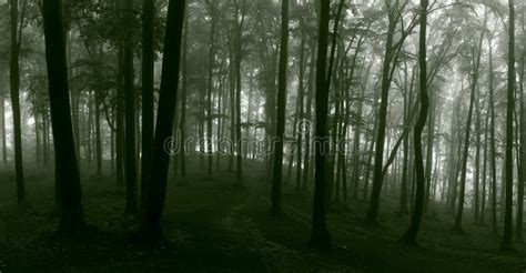 Panorama of Foggy Forest. Fairy Tale Spooky Looking Woods in a M Stock ...