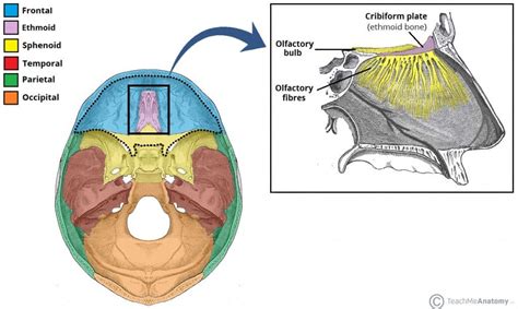 Ethmoid Bone - Location - Structure - Relationships - TeachMeAnatomy