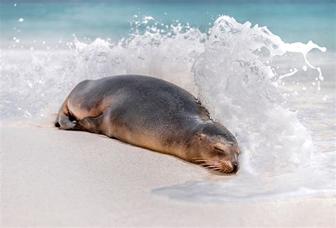 Assessing the Threats of Climate Change to Sea Lions and Fur Seals ...