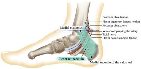 File:Structures within the tarsal tunnel - with text.svg - Wikimedia ...