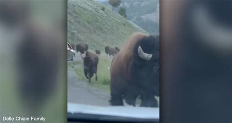 Charging Bison Damages Rental Car in Yellowstone – KASL Radio