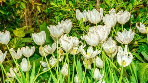 White tulip prominent and beautiful in the garden. 8459559 Stock Photo at Vecteezy